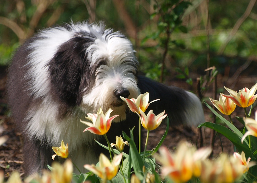 #45. Bearded collie (tie)